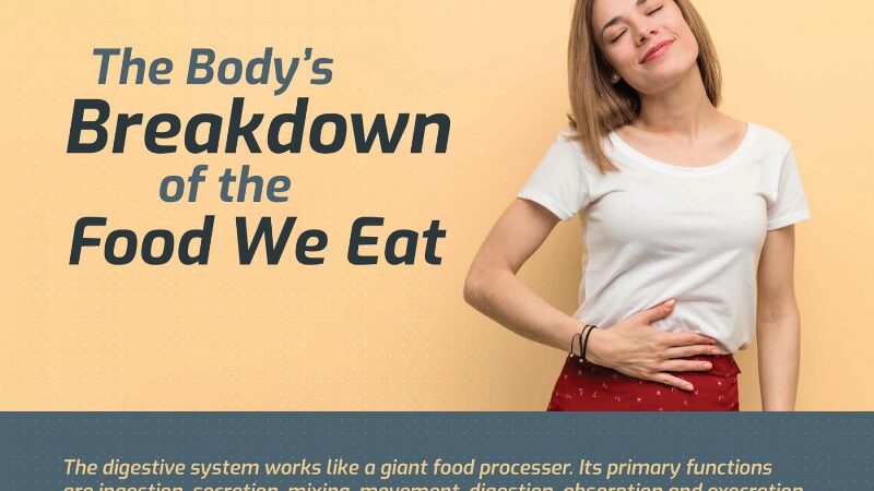 The Digestive System: The Food Processor Of The Body