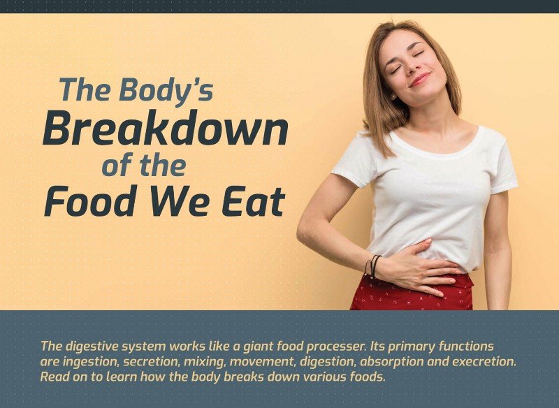 The Digestive System: The Food Processor Of The Body